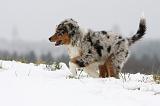 BERGER AUSTRALIEN PUPPIES 483